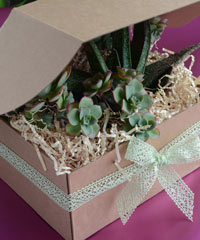 A shipper box filled with shredded paper